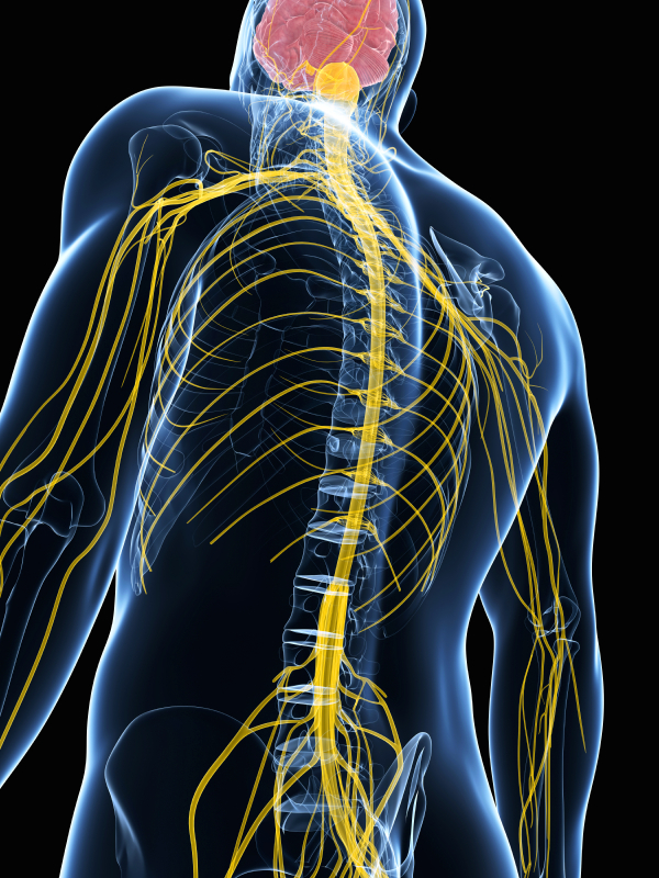 human body back nerves
